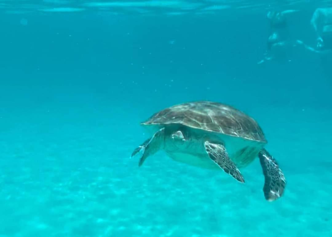 Royal Palm Resort Curacao Geweldig Zeezicht Βίλλεμσταντ Εξωτερικό φωτογραφία